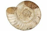 8.9" Jurassic Ammonite (Perisphinctes) - Madagascar - #199234-1